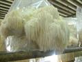 Hericium erinaceus